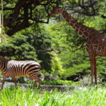 ハワイ　ＤＡＹ３