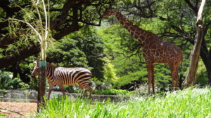 ハワイ　ＤＡＹ３