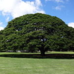 ハワイ　ＤＡＹ４