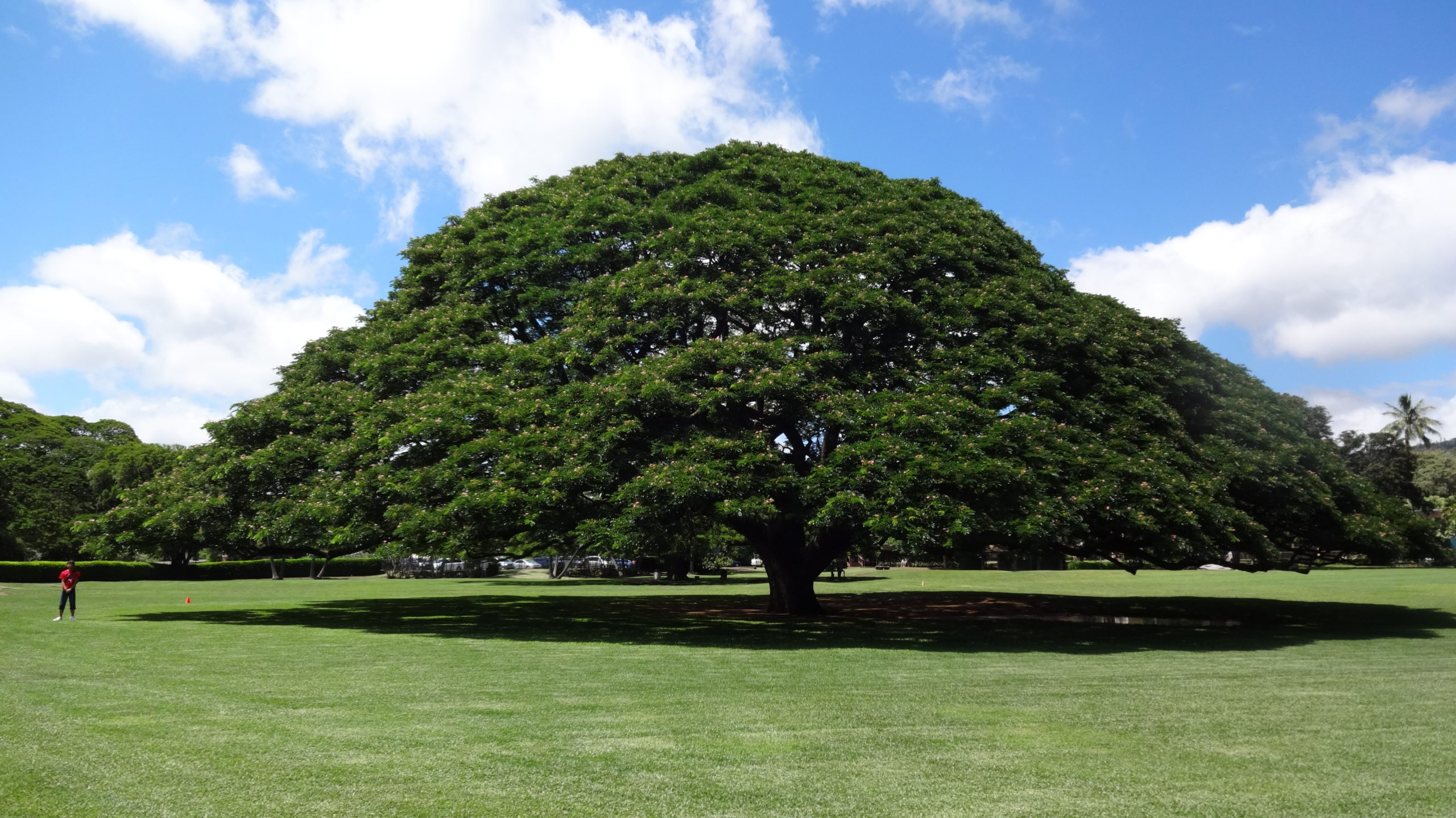 ハワイ　ＤＡＹ４